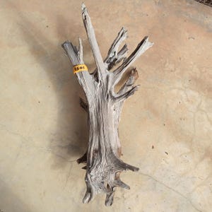 May include: Weathered driftwood with a complex, branching structure. The wood is a pale gray color, with a rough, textured surface. A yellow tag with the number "1501" is attached to one of the branches. The driftwood is lying on a light brown surface.