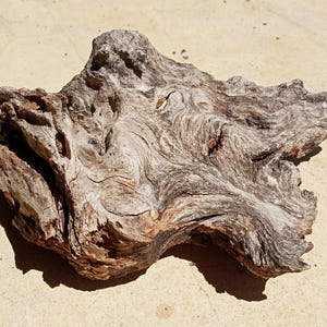 Small Oak Bark Accent | Natural Wood Fragment | Rustic Terrarium Décor | Organic Miniature Sculpture