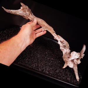 May include: A piece of weathered, light brown driftwood with a gnarled, organic texture and multiple branching points. The wood features a rough, sun-bleached surface with deep grooves and natural knots, showcasing a complex, irregular shape.