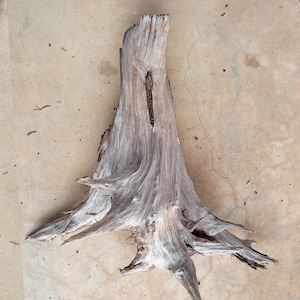 May include: Weathered, gray driftwood piece with a complex, textured surface. The wood has a natural, organic shape with multiple branches and a central hollow. The driftwood is set against a neutral, light-colored background.