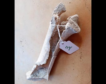Weathered bone with natural character for art, display, or terrarium use
