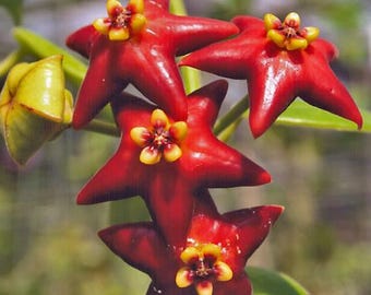 Hoya Optimistic