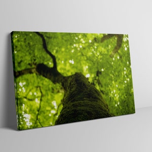 Nature Wall Art. Family Tree. Tree of life. Tree wall Art. Tree of life Wall Art. Green Nature Art. Canvas Wall Art Nature.