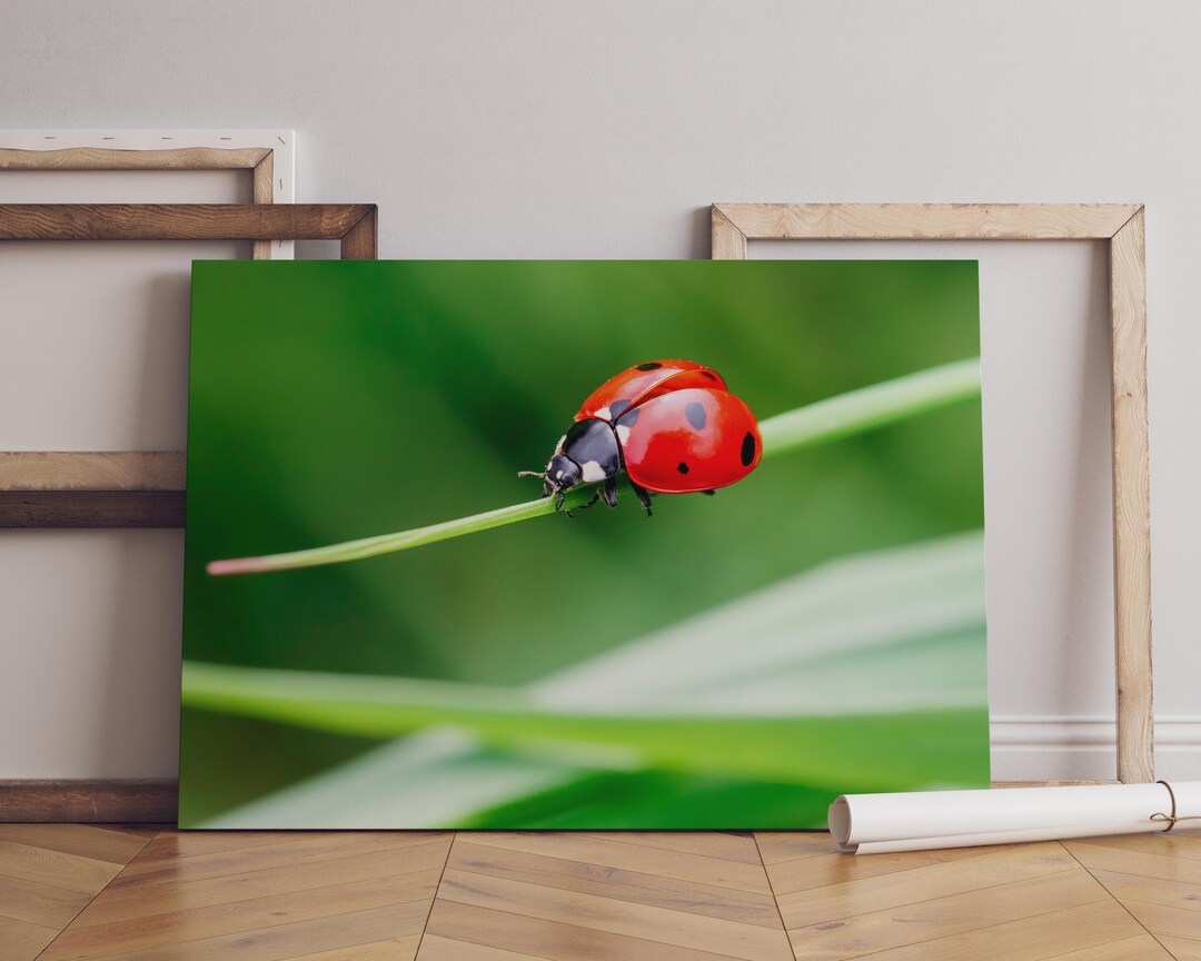 Ladybug Canvas Wall Art, Red Insect Macro Nature Print - Etsy