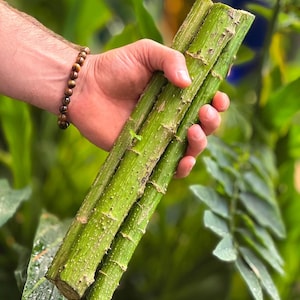 May include: A hand holds several green, cylindrical stems with textured surfaces. The stems are a vibrant green color, with visible nodes and a rough texture. The background features lush green foliage.
