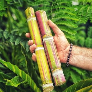2 FRESH Jamaican Red Stripe Sugar Cane Cuttings for Planting – 6-8&quot; Pieces | Florida Grown | Easy to Grow, Sweet Tropical Garden Favorite