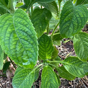 May include: Close-up of a green plant with large, textured leaves. The leaves have prominent veins and a slightly ruffled edge. The plant is in a natural outdoor setting, with visible soil and other foliage.