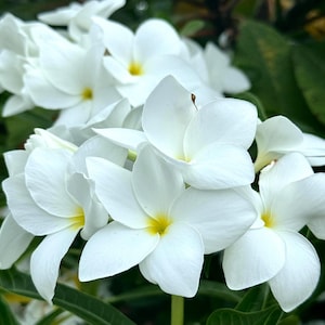 May include: Close-up of white plumeria flowers with yellow centers. The flowers have five petals and are surrounded by green leaves. The image is well-lit, showcasing the delicate details of the blossoms.