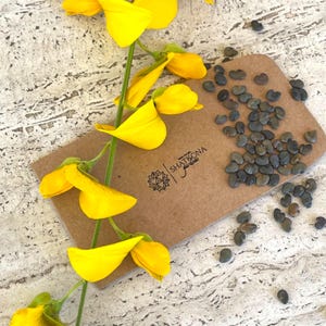 May include: A brown paper envelope with a logo that says "Shatkona Gardens" and a bunch of yellow flowers. The envelope contains a pile of dark brown seeds.