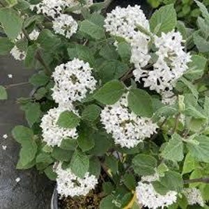 May include: Close-up of a flowering plant with clusters of white blooms and green leaves. The plant appears to be in a pot, with several flower clusters in full bloom. The leaves are a vibrant green.