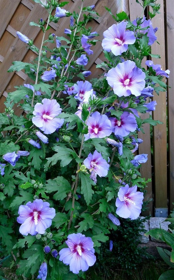 Bluebird Rose of Sharon Shrub, Lavender Blue Flowers, Easy Care, 2 Potted Plants