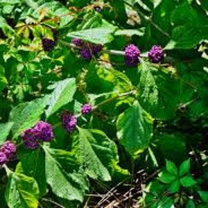 May include: Close-up of a cluster of purple berries growing on a green leafy plant.