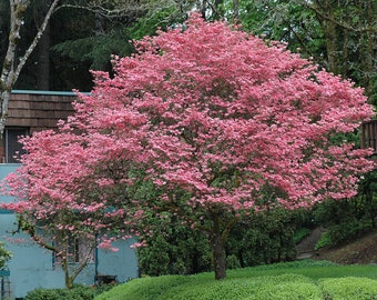 Pink Flowering Dogwood, Cornus florida "Rubra", Pink-White Flowers, 1 Plant in 2.5" Pot, Great Spring Color