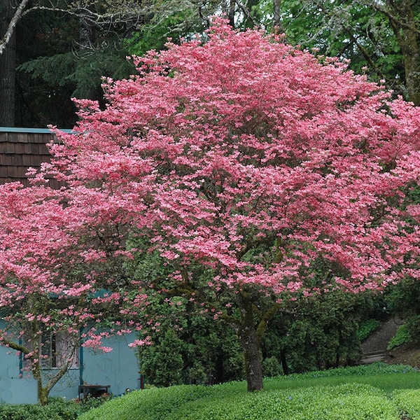 Pink Flowering Dogwood, Cornus florida "Rubra", Pink-White Flowers, 1 Plant in 2.5" Pot, Great Spring Color