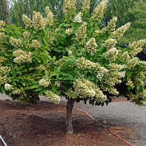 Pee Gee Hydrangea, White to Pink Blooms, Easy Care, 1 Plant (3.5 Inch Pot)