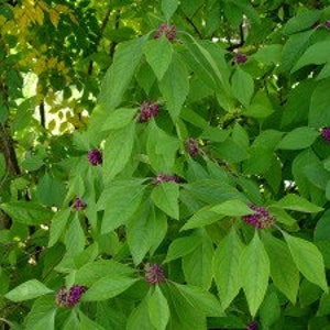 American Beautyberry, Callicarpa americana, Purple Berries, White Pink Flowers, Ornamental, 3.5 inch pot
