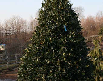 Nellie R. Steven's Holly 3 Plants in 3.5 Inch Pot, Ilex 'Nellie R. Stevens', Holly Bush, Holly Tree, Red Berries, Evergreen