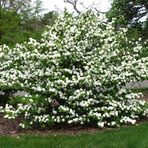 May include: A large, lush shrub covered in clusters of white flowers. The shrub is surrounded by green grass and mulch, with trees in the background. The image is taken outdoors on a sunny day.