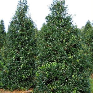 Foster Holly 1 Gallon, Tree, Large Shrub, Red Berries