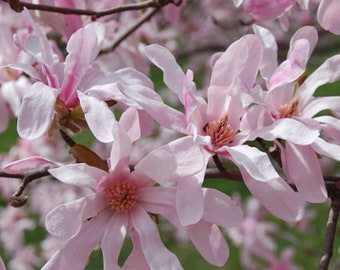 May include: A close-up of a pink magnolia tree in bloom. The flowers have multiple petals and are in various stages of opening. The tree branches are visible in the background.