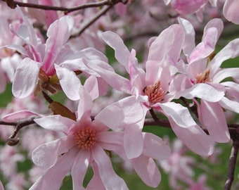 Leonard Messel Magnolia, 1 Gallon Potted Plant, Rosy-Purple White Flowers, Low Maintanance