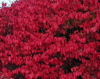 Dwarf Burning Bush, Euonymus Alatus 'Compactus', Red Fall Color, 1 Gallon Potted Plant