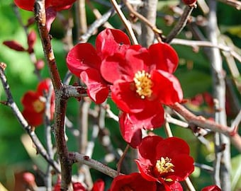 Texas Scarlet Flowering Quince, 2 Potted Plants in 3.5 Inch Pots, Chaenomeles, Red Flowers