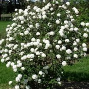 May include: A vibrant green bush covered in numerous clusters of white, spherical flowers. The plant is set against a backdrop of green grass and other foliage, with sunlight illuminating the blossoms.