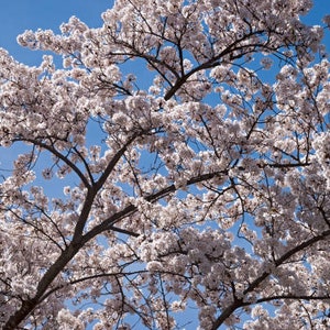 May include: A vibrant image of a flowering tree against a bright blue sky. The tree's branches are filled with delicate white blossoms, creating a beautiful contrast with the clear sky. The scene evokes a sense of spring and natural beauty.