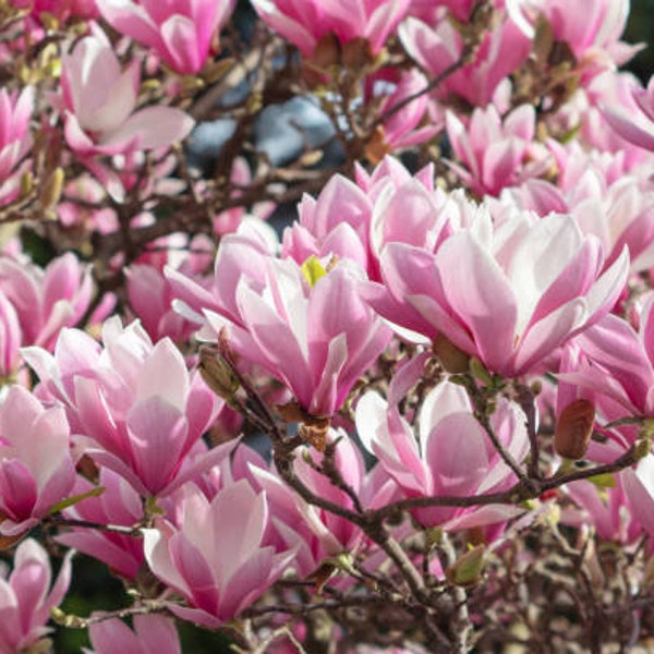 Jane Magnolia, 1 Potted Plants, Purple White Pink Flowers, Flowering Tree, Large Shrub, 2.5-inch Potted Plant