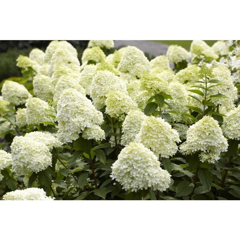 Limelight Panicle Hydrangea, Cream to Pink Flowers, 1 Gallon Potted ...