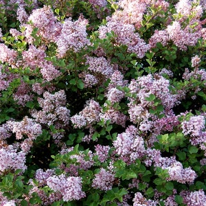 Dwarf Korean Lilac, Syringa Palibin, 2 Potted Plants in 3.5 Inch Pots