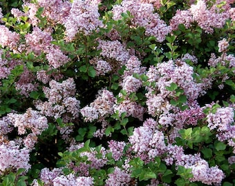 Dwarf Korean Lilac, Syringa Palibin, 1 Gallon Potted Plant