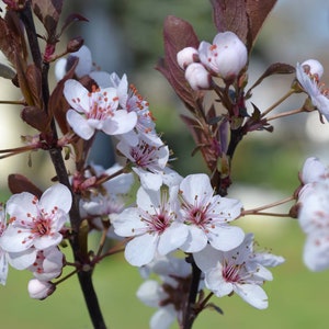 Purpleleaf Sand Cherry, 1 Potted Plant in 1 Gallon Pot, White Pink Flowers, Shrub, Tree