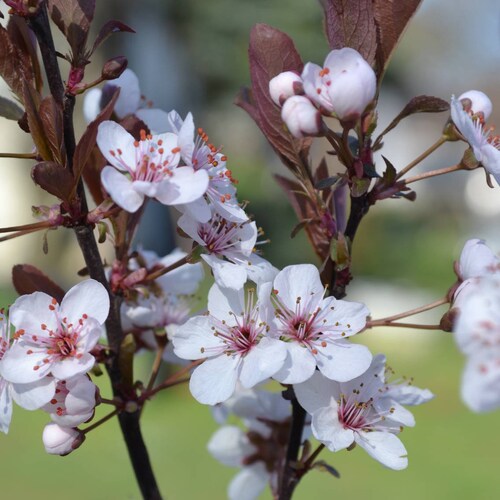 Purpleleaf Sand Cherry, 1 Potted Plnat in 3.5 Inch Pot, White Pink Flowers, Shrub, Tree