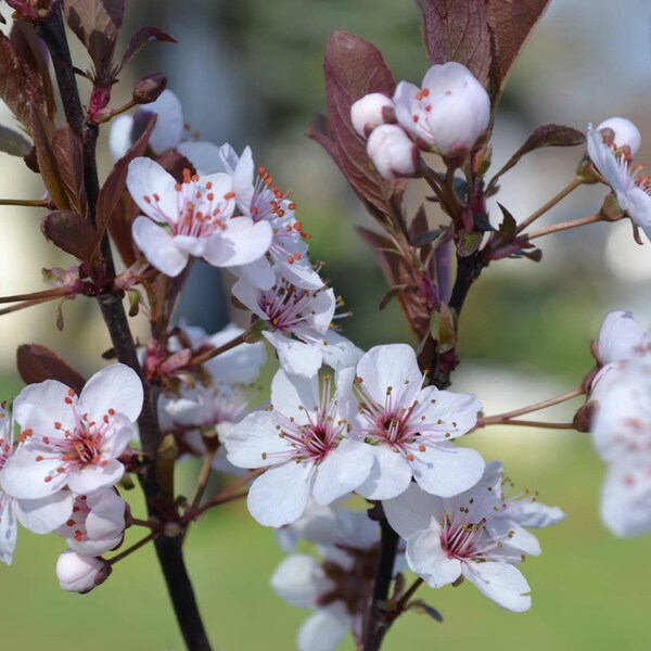 Purpleleaf Sand Cherry, 1 Potted Plant in 1 Gallon Pot, White Pink Flowers, Shrub, Tree