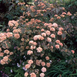 May include: A rustic wooden sign with the text "Welcome to our home" in white lettering. The sign features a distressed finish and a simple, inviting design, perfect for a front porch or entryway.