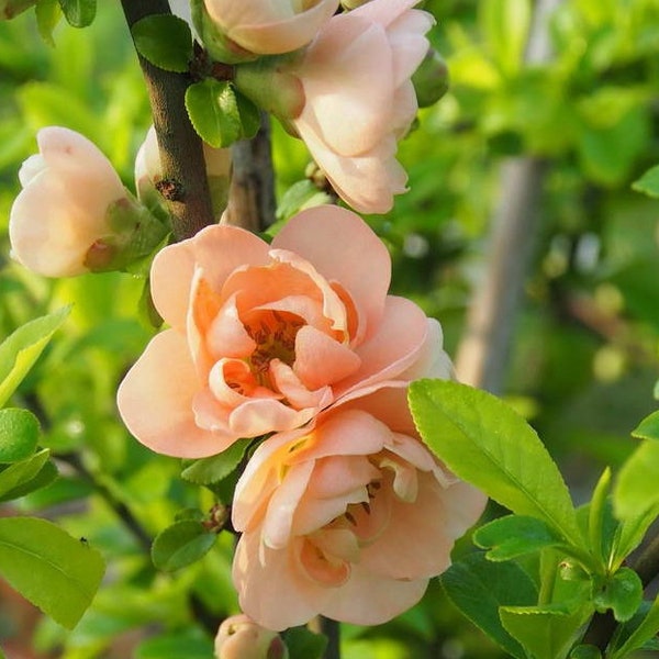 Cameo Flowering Quince, 2 Potted Plants in 3.5 Inch Pots, Chaenomeles