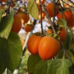 May include: Close-up of persimmons hanging from a tree branch. The ripe fruit is a vibrant orange color, contrasted by the green leaves. The image captures the natural beauty of the fruit.