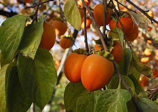 Common Persimmon, 1 Potted Plant in 1 Gallon Pot, White Flowers, Edible Fruit, Wildlife
