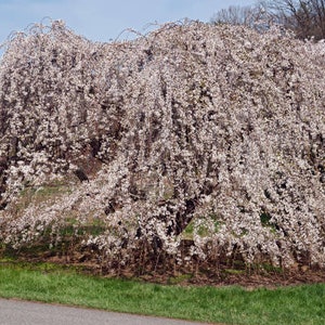 May include: A weeping cherry tree in full bloom with delicate white blossoms cascading down the branches. The tree is in a park setting with green grass and a paved path in the foreground.