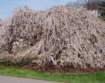 Weeping Yoshino Cherry, Prunus x yedoensis pendula, Light Pink Blooms, Weeping Branches, Ornamental Tree, 1 Plants 2.5 Inch Pot