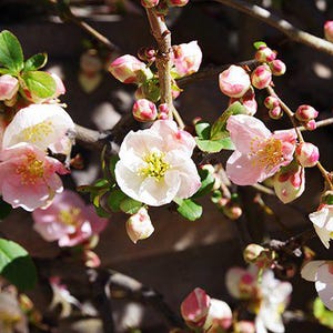 Toyo Nishiki Flowering Quince, 2 Potted Plants in 3.5 Inch Pots, Chaenomeles
