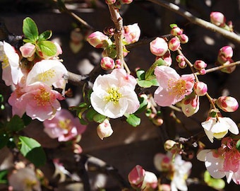 Toyo Nishiki Flowering Quince, 2 Potted Plants in 3.5 Inch Pots, Chaenomeles