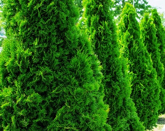 Green Giant Arborvitae, 30 Plants in 2.5 Inch, Fast Growing, Privacy Hedge