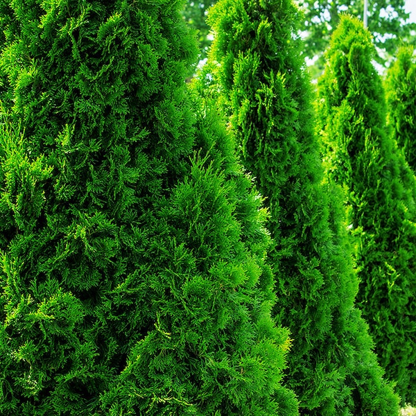 Green Giant Arborvitae, 10 Plants in 2.5 Inch, Fast Growing, Privacy Hedge