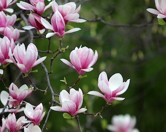 Saucer Magnolia, 1 Potted Plants, Purple White Pink Flowers, Flowering Tree, Large Shrub, 2.5 inch Potted Plant