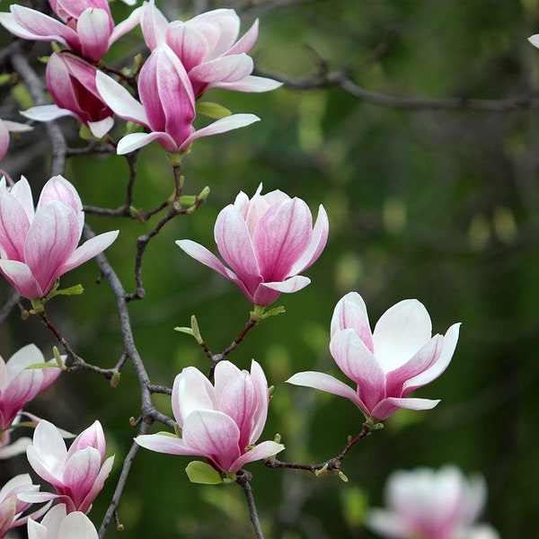 Saucer Magnolia, 2 Potted Plants, Purple White Pink Flowers, Flowering Tree, Large Shrub, 2.5 inch Potted Plant