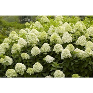 Limelight Hydrangea, Panicle Hydrangea, Flowering Shrub, Cream to Pink Colored Flowers, 2 Plant in a 3.5 Inch Potted Plant. Easy Care