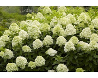 Limelight Hydrangea, Panicle Hydrangea, Flowering Shrub, Cream to Pink Colored Flowers, 3.5 Inch Potted Plant